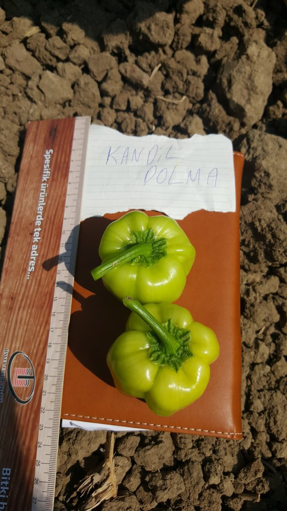 Biber Tohumu Kandil Dolma - 5 G (~ Takribi 400 Tohum) - Resim 6