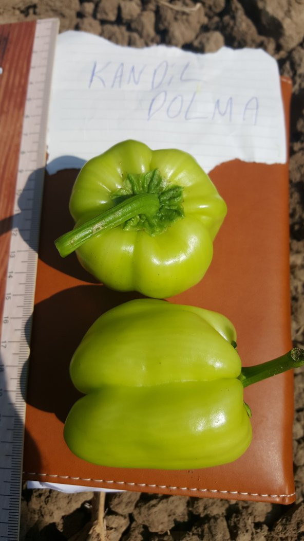 Biber Tohumu Kandil Dolma - 5 G (~ Takribi 400 Tohum) - Resim 7