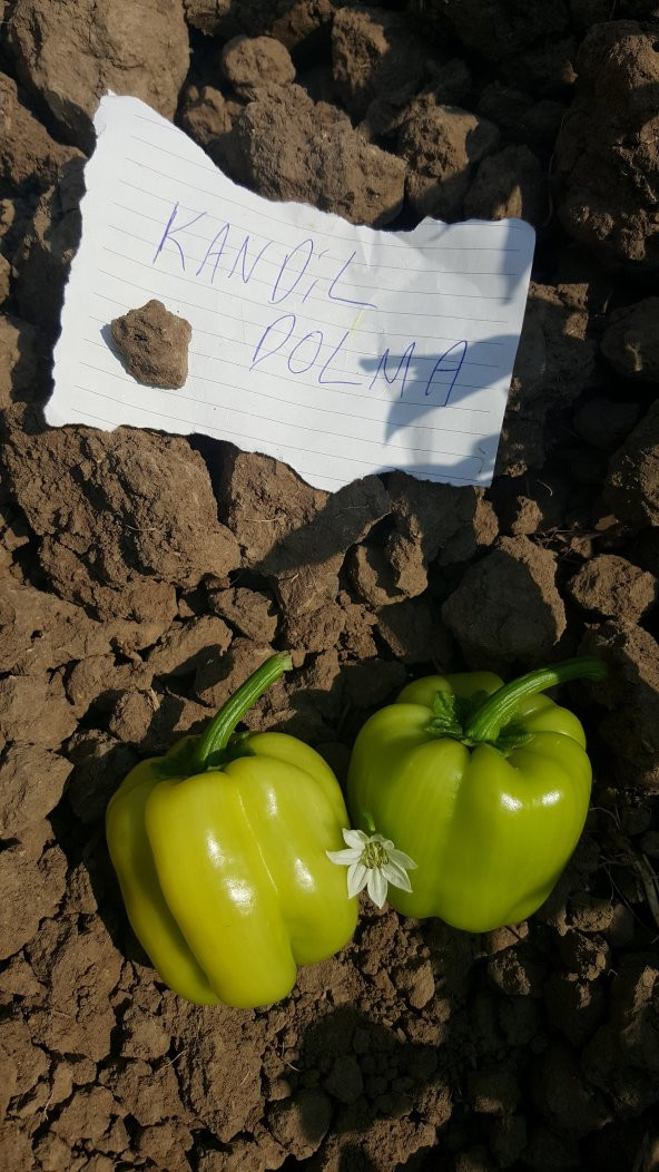 Biber Tohumu Kandil Dolma - 5 G (~ Takribi 400 Tohum) - Resim 9