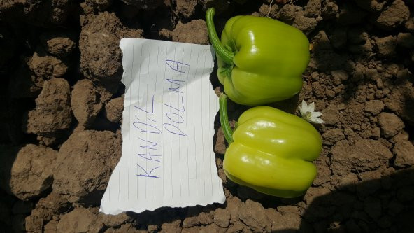 Biber Tohumu Kandil Dolma - 5 G (~ Takribi 400 Tohum) - Resim 10