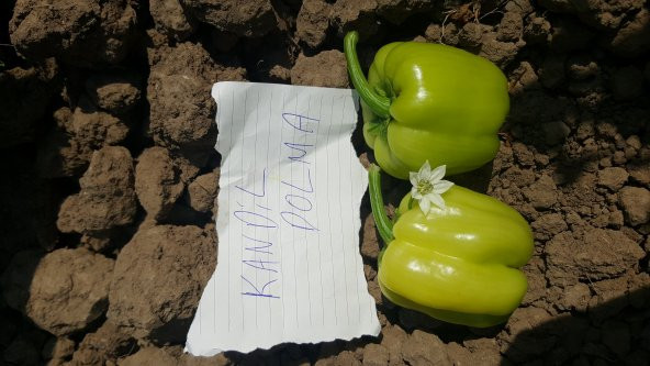 Biber Tohumu Kandil Dolma - 5 G (~ Takribi 400 Tohum) - Resim 11