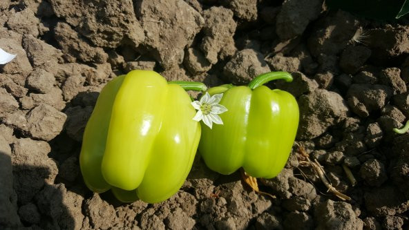 Biber Tohumu Kandil Dolma - 5 G (~ Takribi 400 Tohum) - Resim 12