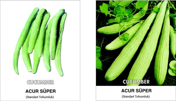 Acur Tohumu Kerem (Beyaz) - 5 G (~ Takribi 80 Tohum) - 3
