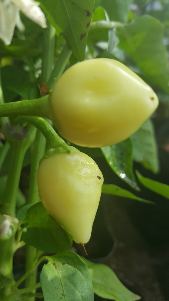 Biber Tohumu Biberiye - Batem Alpçelik - 10 G (~ Takribi 1500 Tohum) - 4
