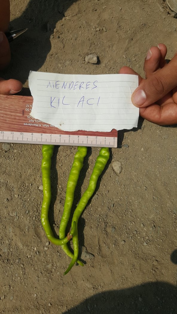 Biber Tohumu Menderes Acı Kıl - 5 G (~ Takribi 400 Tohum) - 2