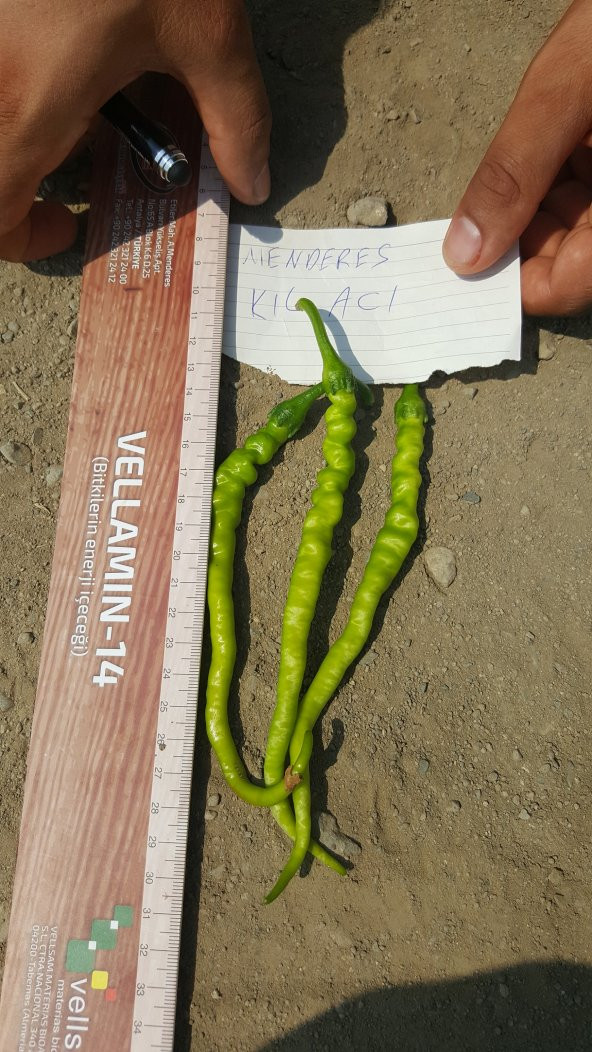 Biber Tohumu Menderes Acı Kıl - 5 G (~ Takribi 400 Tohum) - 4