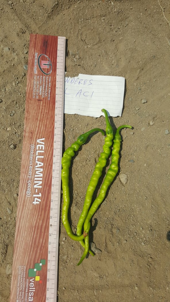Biber Tohumu Menderes Acı Kıl - 5 G (~ Takribi 400 Tohum) - 5