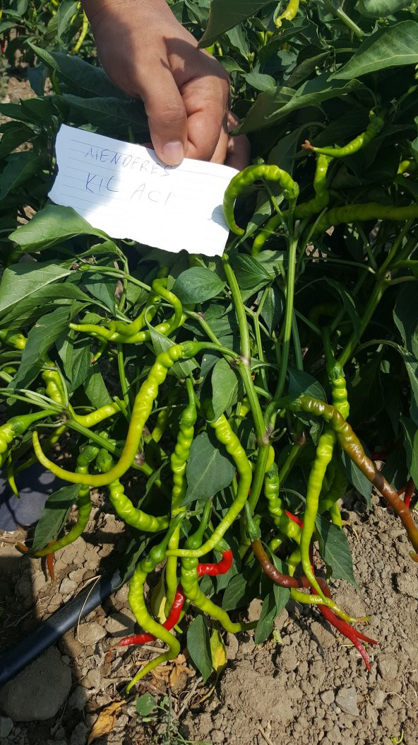 Biber Tohumu Menderes Acı Kıl - 5 G (~ Takribi 400 Tohum) - 8