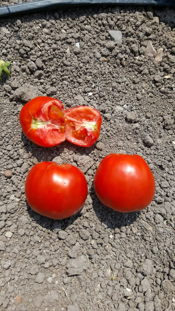 Domates Tohumu Falcon - 10 g. (~ Takribi 1500 Tohum) - 2