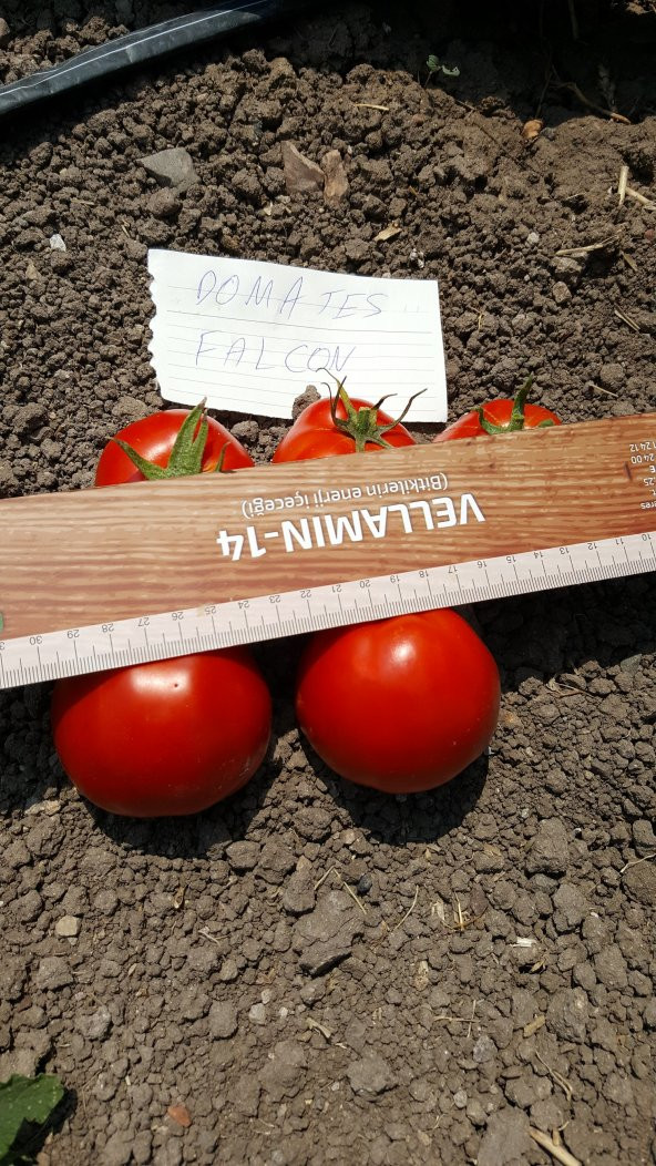 Domates Tohumu Falcon - 10 g. (~ Takribi 1500 Tohum) - 3