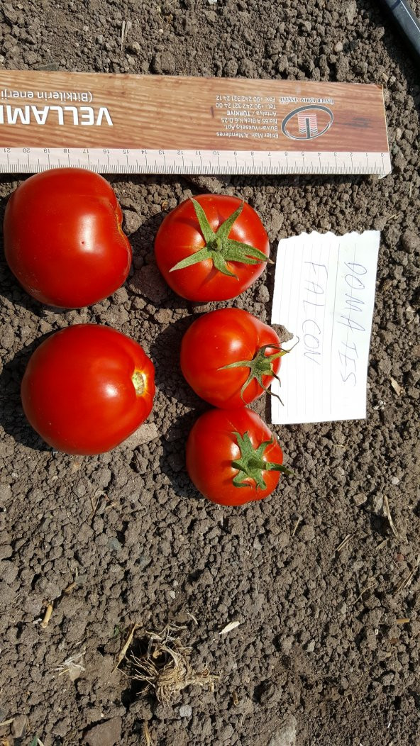 Domates Tohumu Falcon - 10 g. (~ Takribi 1500 Tohum) - 4