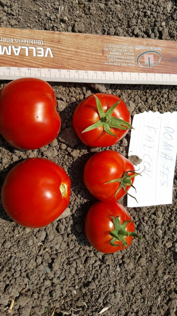 Domates Tohumu Falcon - 10 g. (~ Takribi 1500 Tohum) - 5