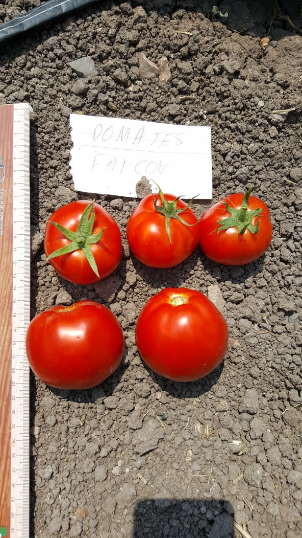 Domates Tohumu Falcon - 10 g. (~ Takribi 1500 Tohum) - 6