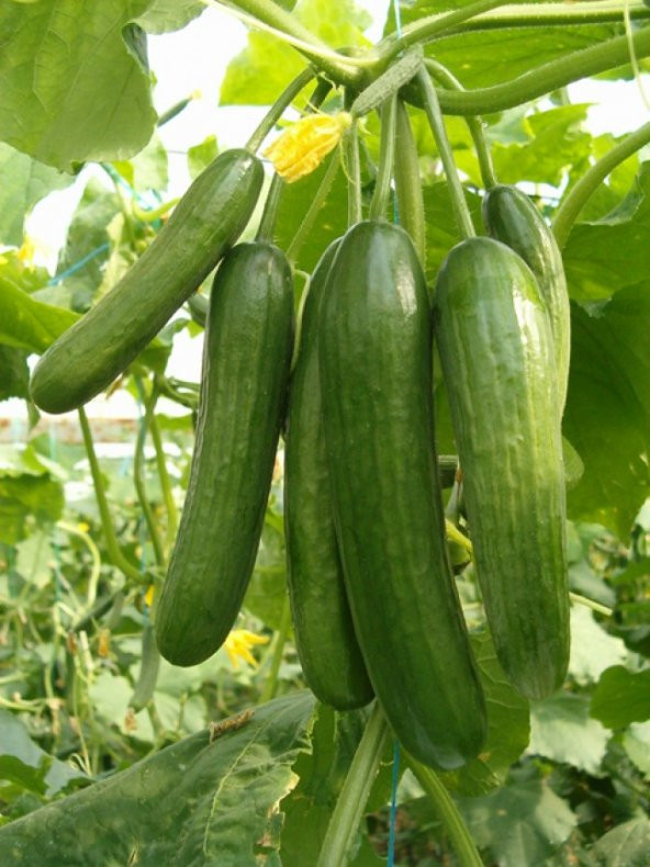 Hıyar Tohumu Salatalık Beith Alpha - 10 G (~ Takribi 200 Tohum) - 4