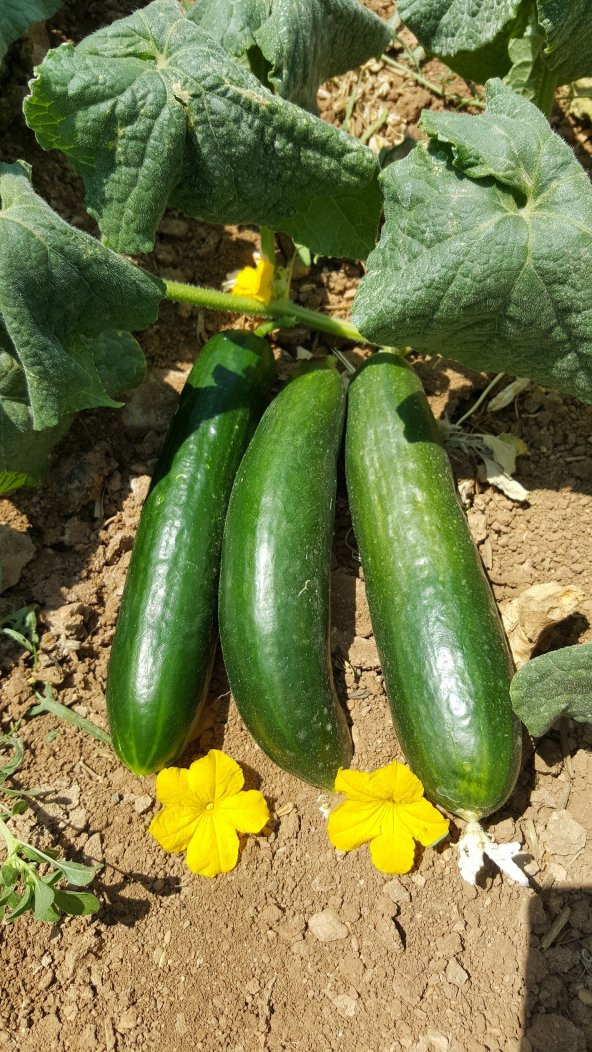 Hıyar Tohumu Salatalık Beith Alpha - 10 G (~ Takribi 200 Tohum) - 5