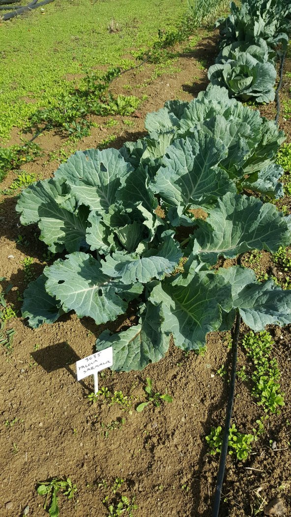 Lahana Tohumu Yalova Sarmalık (Beyaz) - 5 G (~ Takribi 650 Tohum) - 2