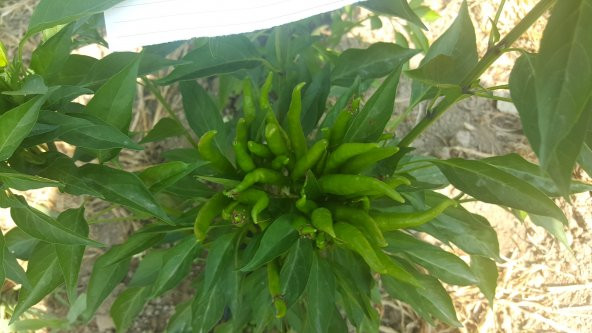 Biber Tohumu Toros Yukarı Bakan Yeşil Süs - 3 G (~ Takribi 240 Tohum) - Resim 4