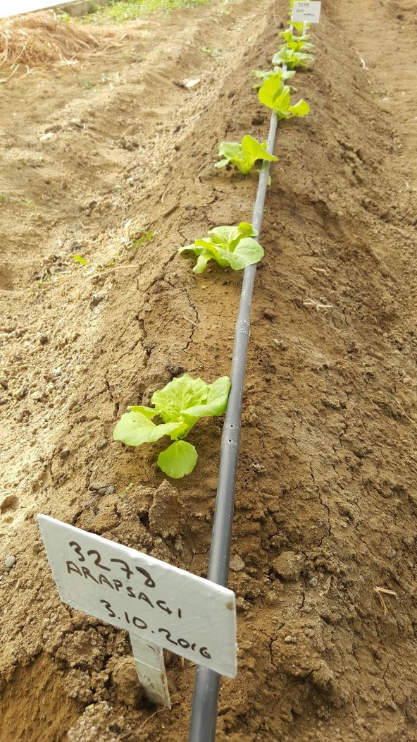Marul Tohumu Arapsaçı 055 (Kıvırcık) - 5 G. (~ Takribi 2750 Tohum) - 3