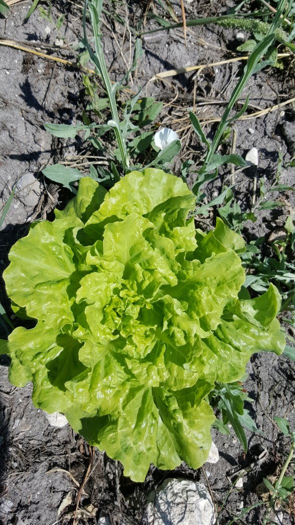 Marul Tohumu Arapsaçı 055 (Kıvırcık) - 5 G. (~ Takribi 2750 Tohum) - 4