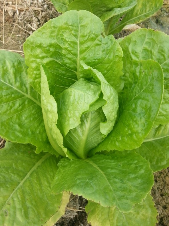 Marul Tohumu Yedikule 5701 - 5 G. (~ Takribi 2750 Tohum) - 2