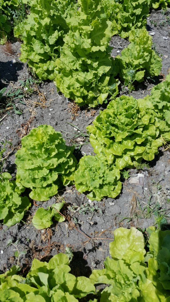 Marul Tohumu Arapsaçı 055 (Kıvırcık) - 5 G. (~ Takribi 2750 Tohum) - 5