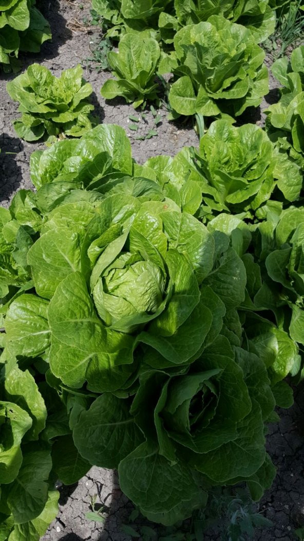 Marul Tohumu Yedikule 5701 - 5 G. (~ Takribi 2750 Tohum) - 3