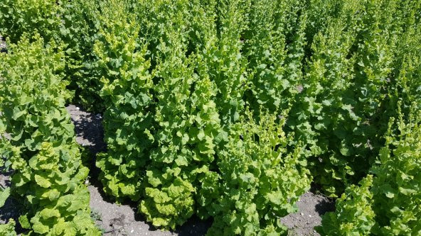 Marul Tohumu Arapsaçı 055 (Kıvırcık) - 5 G. (~ Takribi 2750 Tohum) - 6