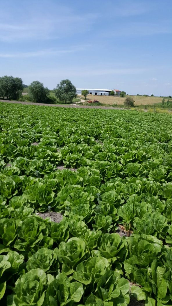 Marul Tohumu Yedikule 5701 - 5 G. (~ Takribi 2750 Tohum) - 6