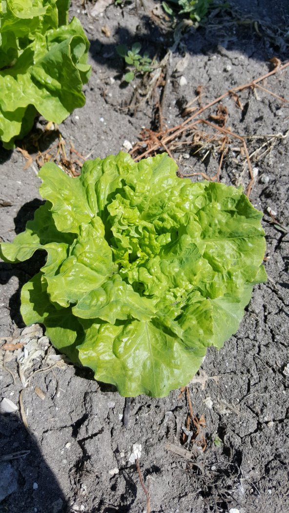 Marul Tohumu Arapsaçı 055 (Kıvırcık) - 5 G. (~ Takribi 2750 Tohum) - 7