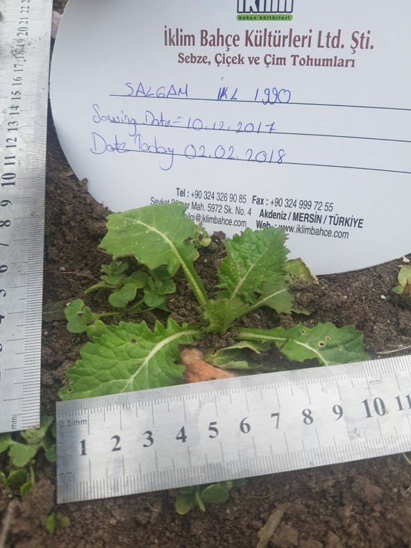 Şalgam Turpu Tohumu - 25 g. (~ Takribi 1500 Tohum) - 2