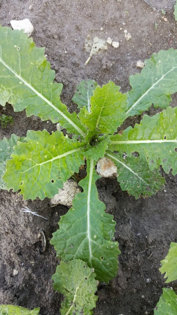 Şalgam Turpu Tohumu - 25 g. (~ Takribi 1500 Tohum) - 4