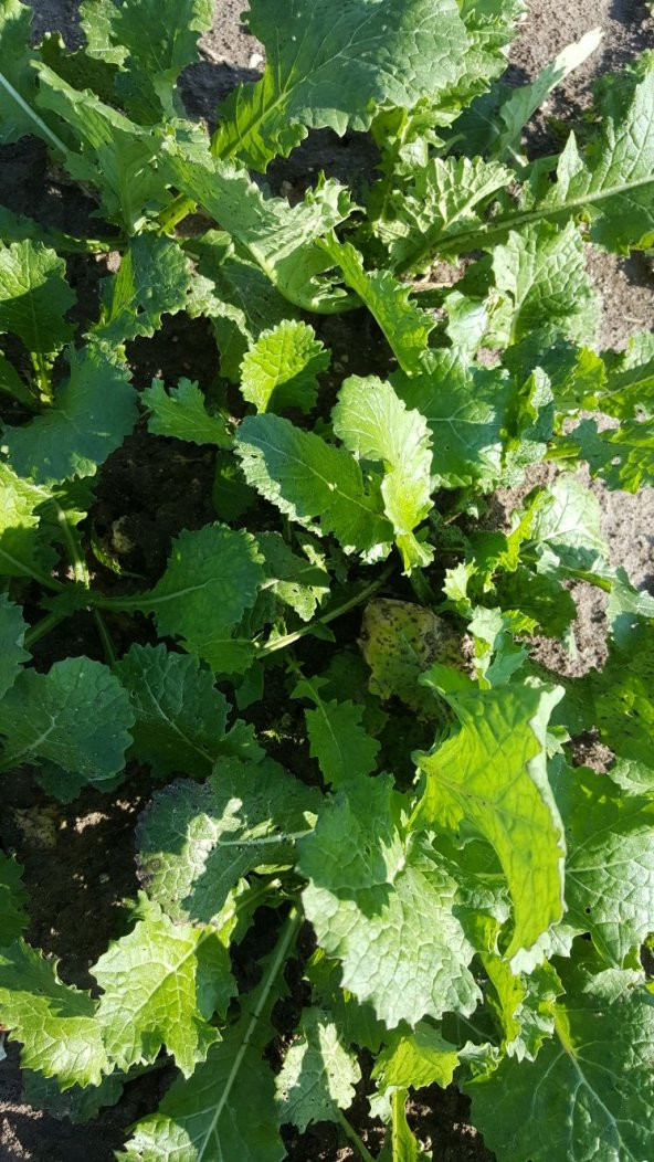 Şalgam Turpu Tohumu - 25 g. (~ Takribi 1500 Tohum) - 6