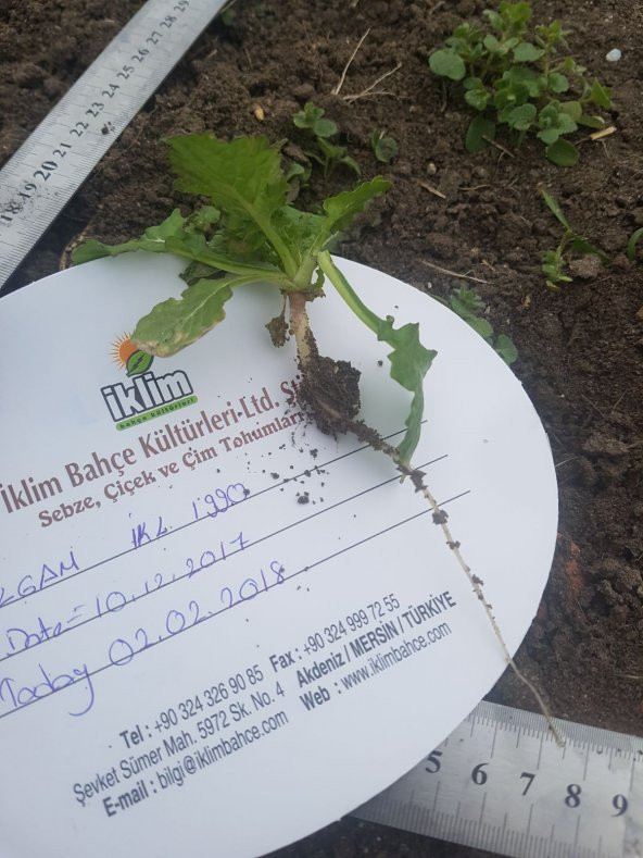 Şalgam Turpu Tohumu - 25 g. (~ Takribi 1500 Tohum) - 7