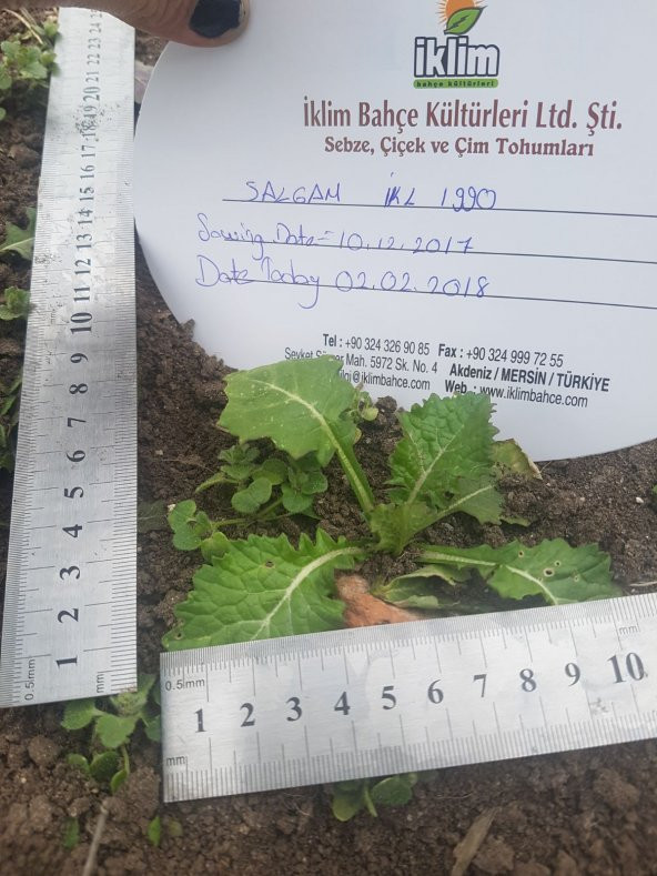 Şalgam Turpu Tohumu - 25 g. (~ Takribi 1500 Tohum) - 8