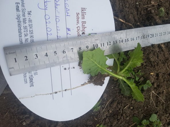 Şalgam Turpu Tohumu - 25 g. (~ Takribi 1500 Tohum) - 9