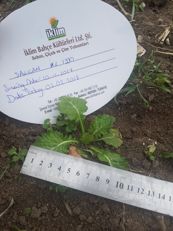 Şalgam Turpu Tohumu - 25 g. (~ Takribi 1500 Tohum) - 11