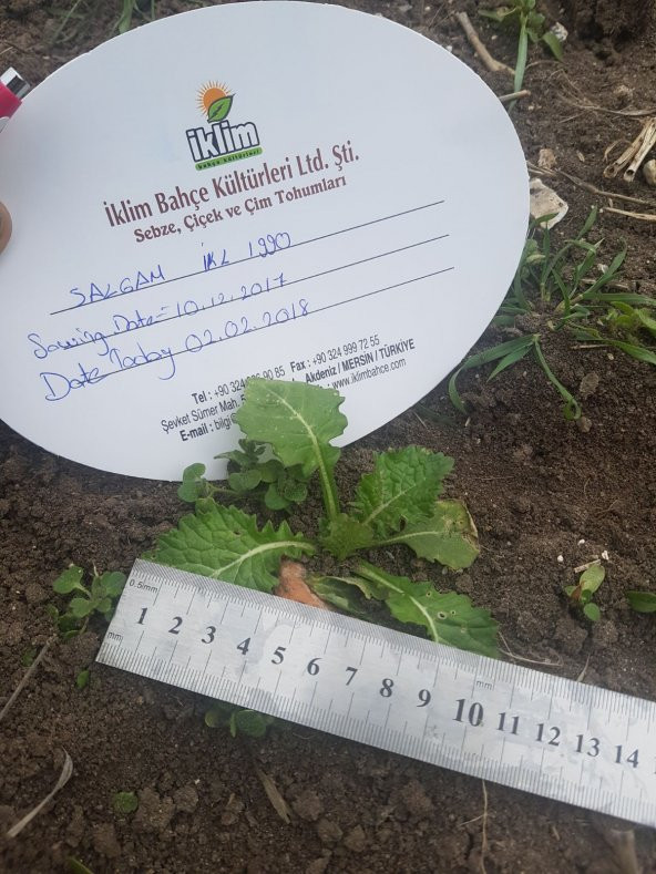 Şalgam Turpu Tohumu - 25 g. (~ Takribi 1500 Tohum) - 12