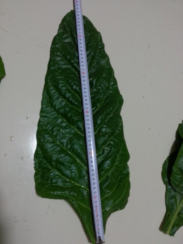 Pazı Tohumu ( Pezik ) - 10 G (~ Takribi 200 Tohum) - 4