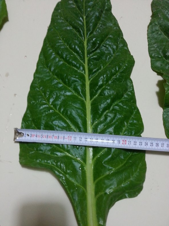 Pazı Tohumu ( Pezik ) - 10 G (~ Takribi 200 Tohum) - 6