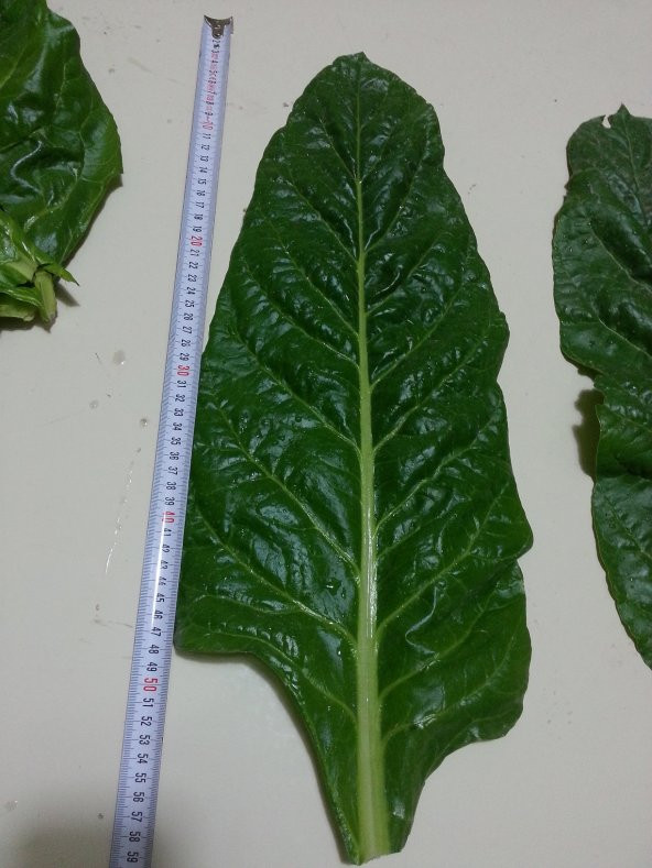 Pazı Tohumu ( Pezik ) - 10 G (~ Takribi 200 Tohum) - 7