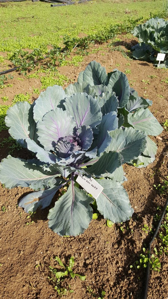 Lahana Tohumu Mohrenkopf (Kırmızı) - 10 G (~ Takribi 1300 Tohum) - 2