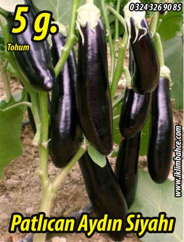 Patlıcan Tohumu Aydın Siyahı 55 - 5 G. (~ Takribi 650 Tohum)