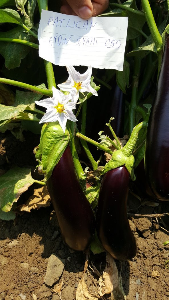 Patlıcan Tohumu Aydın Siyahı 55 - 5 G. (~ Takribi 650 Tohum) - Resim 3