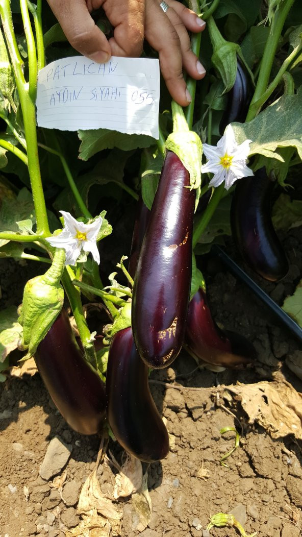 Patlıcan Tohumu Aydın Siyahı 55 - 5 G. (~ Takribi 650 Tohum) - Resim 5