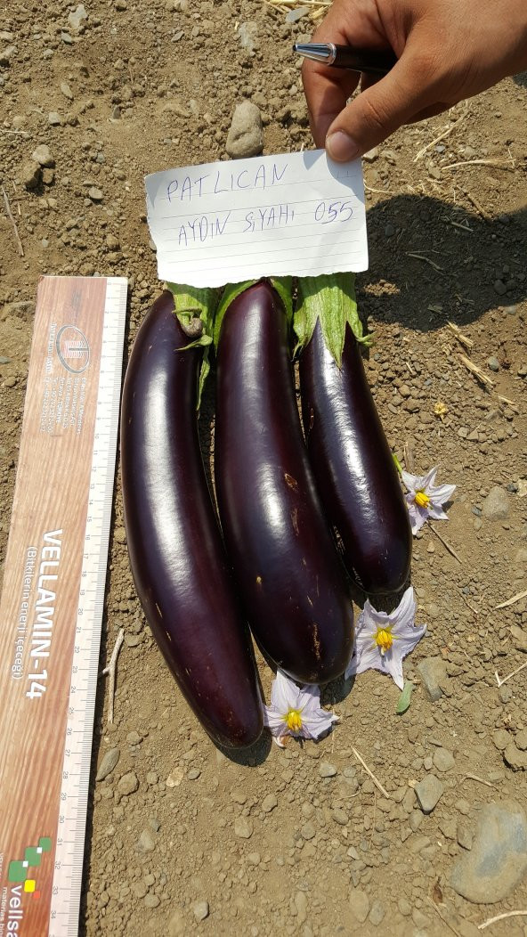 Patlıcan Tohumu Aydın Siyahı 55 - 5 G. (~ Takribi 650 Tohum) - Resim 7