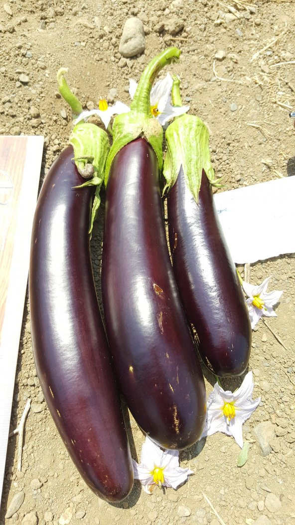 Patlıcan Tohumu Aydın Siyahı 55 - 5 G. (~ Takribi 650 Tohum) - Resim 8