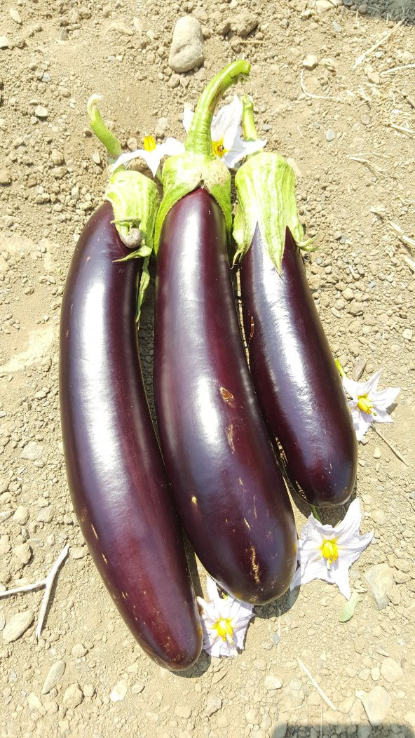 Patlıcan Tohumu Aydın Siyahı 55 - 5 G. (~ Takribi 650 Tohum) - Resim 9