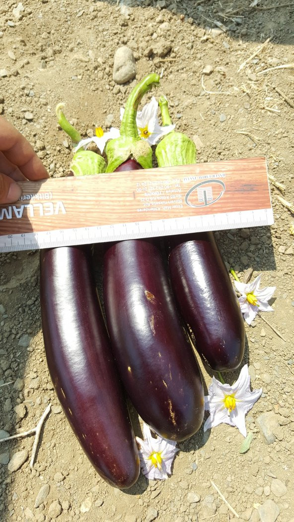 Patlıcan Tohumu Aydın Siyahı 55 - 5 G. (~ Takribi 650 Tohum) - Resim 11