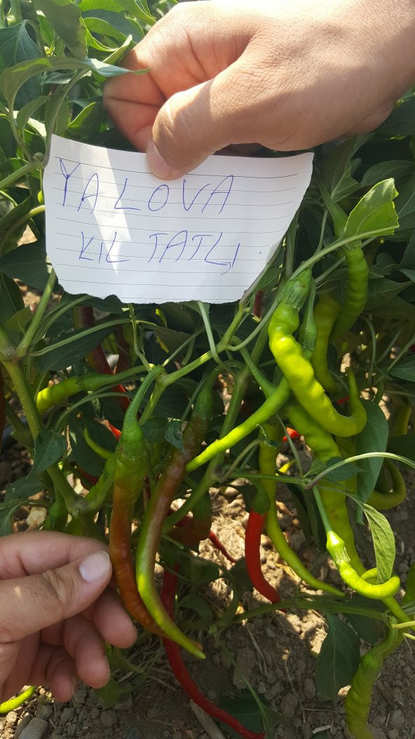 Biber Tohumu Kıl Tatlı 5 G. (~ Takribi 400 Tohum) - 4