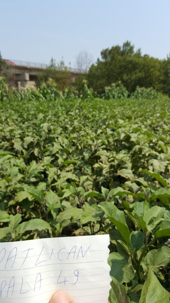 Patlıcan Tohumu Pala 49 /- 500 g. - 2